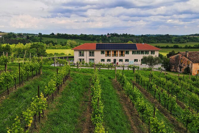 Exclusive Tour of the Vineyards with Visit to the Cellar! - Tasting Prosecco Superiore DOCG (and More) with Local Pairings